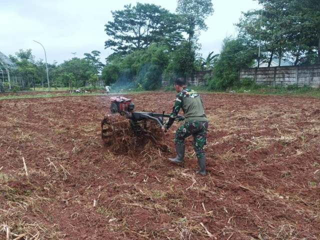 Anggota Koramil Ciledug Bajak Lahan Food Estate Ketahanan Pangan