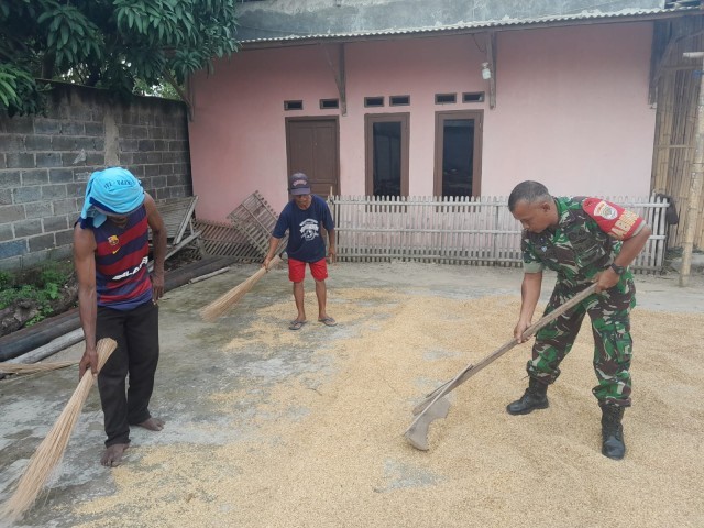Wujud Kemanunggalan TNI Dengan Rakyat, Babinsa Koramil 12/Rajeg Bantu Warga Binaan Menjemur Padi