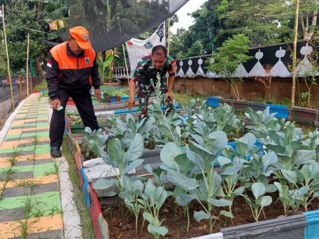 Sertu Wahyudi Babinsa Koramil 06/CP Sambangi Urban Farming Dukungan Upaya Ketahanan Pangan