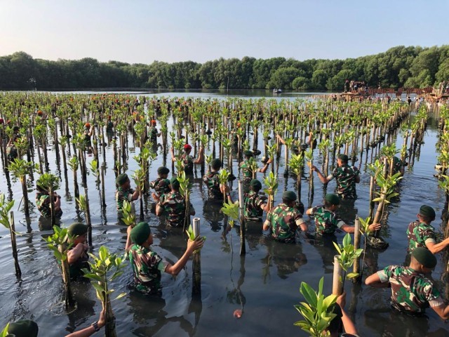 Prajurit Yonif Mekanis 201/JY Melaksanakan Penanaman Mangrove Nasional secara serentak jajaran TNI