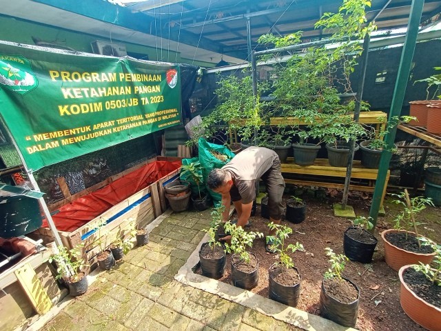 LAKSANAKAN PROGRAM KETAHANAN PANGAN, PERSONIL KORAMIL 06/KD LAKUKAN PENANAMAN POHON CABAI, TOMAT DAN TERONG