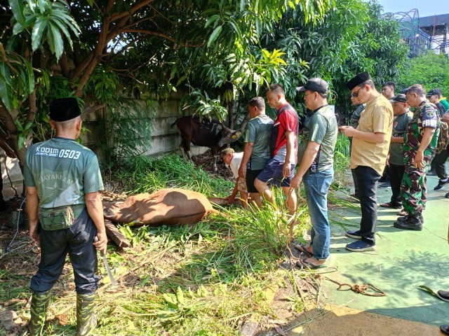 Momen Idul Adha 1444 H, Kodim 0503/Jakarta Barat Gelar Penyembelihan Hewan Qurban Dan Bagikan Daging Kepada Warga Sekitar
