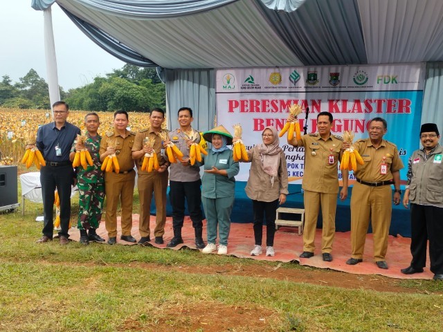 Danramil 03/Legok Bersama Forkopimda Panen Jagung Perdana di Lahan Seluas 9 Ha