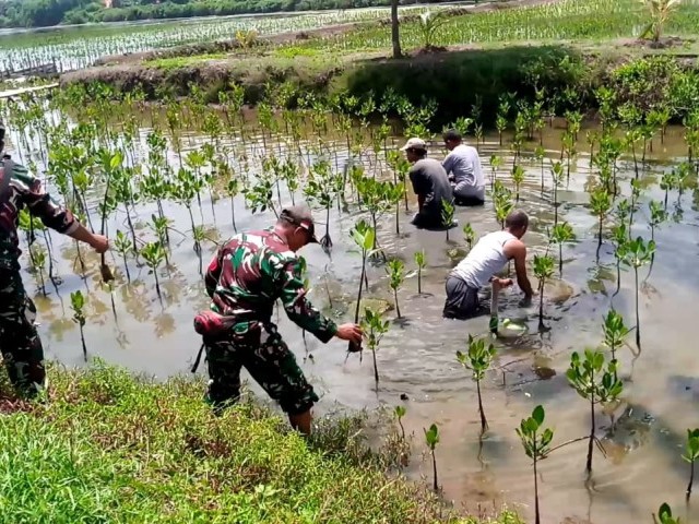 Babinsa Koramil 09/Mauk, Bantu Rawat Dan Penanaman Pohon Mangrove