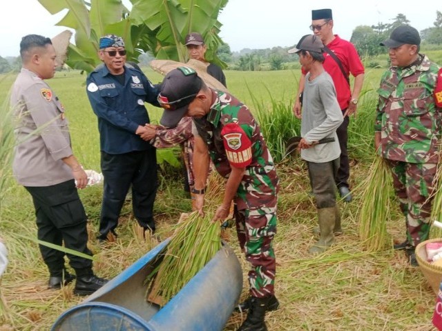 Danramil 14/Png Bersama Muspika Panen Raya Padi di Lahan Poktan Yudistira