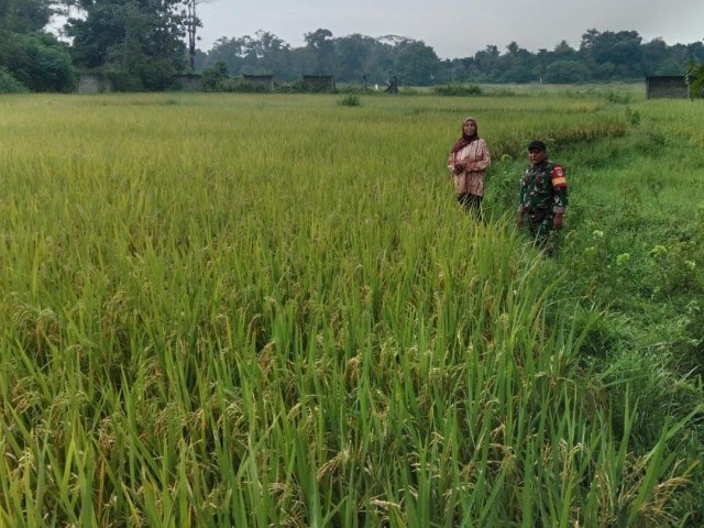 Babinsa dan Kelompok Tani Bersinergi Untuk Ketahanan Pangan