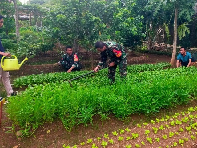 Perawatan Lahan Urban Farming Oleh Koramil 04/Pulogadung
