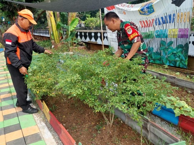 Babinsa Koramil 06/Cempaka Putih Edukasi Warga Di Wilayah Binaan Pelaksanaan Urban Farming