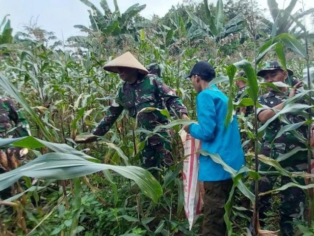 Koramil 07/Pondok Aren Sukses Panen Jagung dan Tomat di Kampung Urban Farming