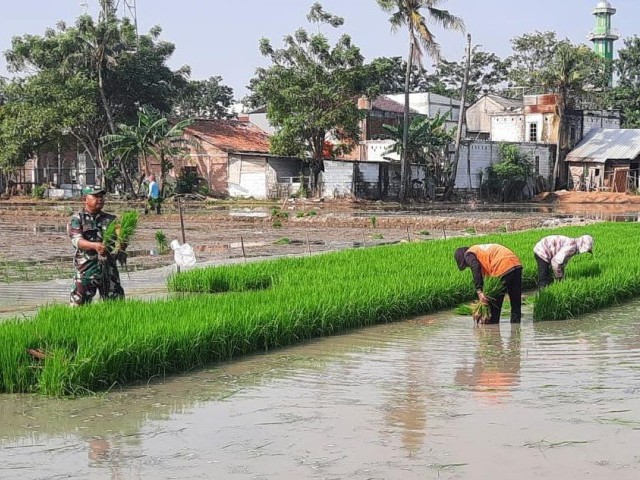 Wujud Keseriusan Peningkatkan Ketahanan Pangan, Babinsa Kali Baru Bantu Petani Menanam Padi