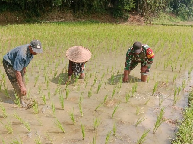 Sukseskan Swasembada Pangan, Babinsa Dampingi Petani Tanam Padi