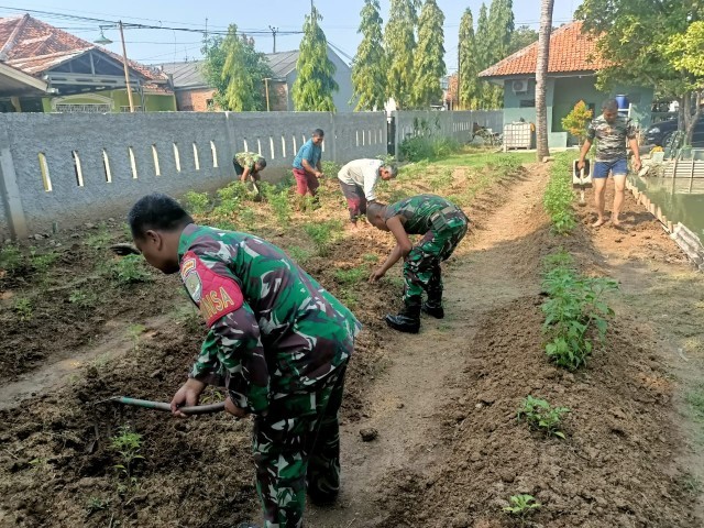 Urban Farming Koramil 11/Pebayuran Tanam Ratusan Cabai
