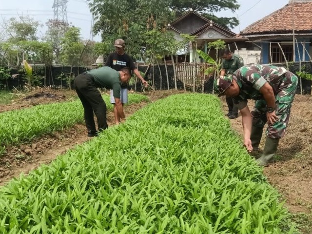 Dukung Ketahanan Pangan, Koramil 07/Kresek Rawat Urban Farming Dengan Konsisten