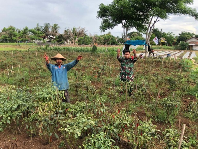 Danramil 03/Kronjo : Urban Farming di Kronjo Dukungan Untuk Kemandirian Pangan Lokal