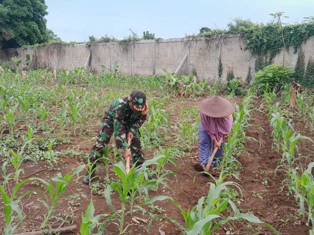 Babinsa Koramil 12/Rajeg Aktif Dukung Pengembangan Lahan Urban Farming