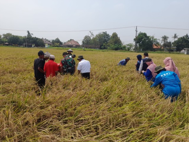 Babinsa Koramil Mauk dan Muspika Gelar Program Mandiri Benih Untuk Peningkatan Ketahanan Pangan