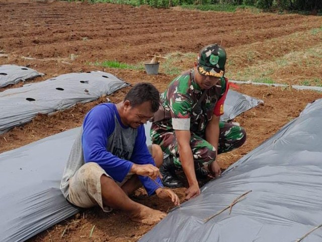 Babinsa Koramil 12/Rajeg Gandeng Kelompok Tani : Tingkatkan Ketahanan Pangan