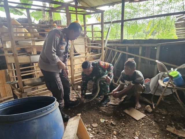 Babinsa dan Bimaspol Tangkap Ular Piton yang Meresahkan Warga di Jatiraden