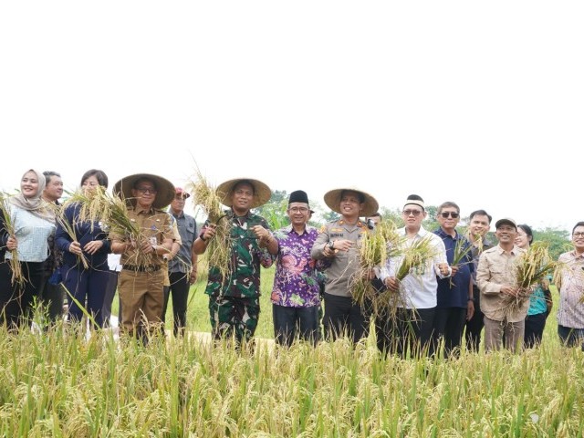 Dandim 0510/Tigaraksa Bersama Muspika Panen Raya : Perkuat Pangan, Petani Semakin Mandiri