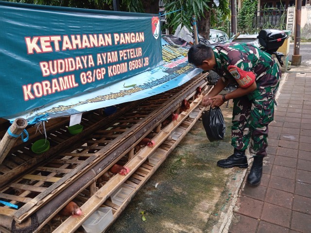Dukung Ketahanan Pangan, Koramil 03/Grogol Petamburan Budidaya Ayam Petelur dan Ikan Konsumsi Air Tawar