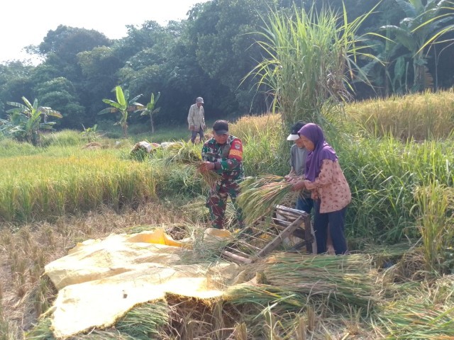 Babinsa Koramil 14/Panongan Membantu Petani Panen Padi