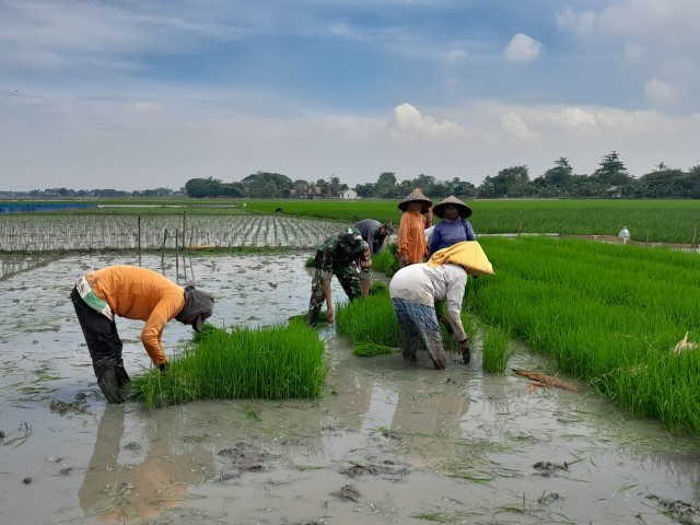 Babinsa Koramil 11/Pebayuran Dukung Ketahanan Pangan Bantu Petani Tanam Padi di Bantarsari