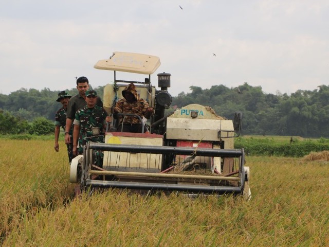 Kolaborasi BULOG dan Kodim 0509 Kab. Bekasi, 2.500 Ton Gabah Petani Bojongmangu Terserap