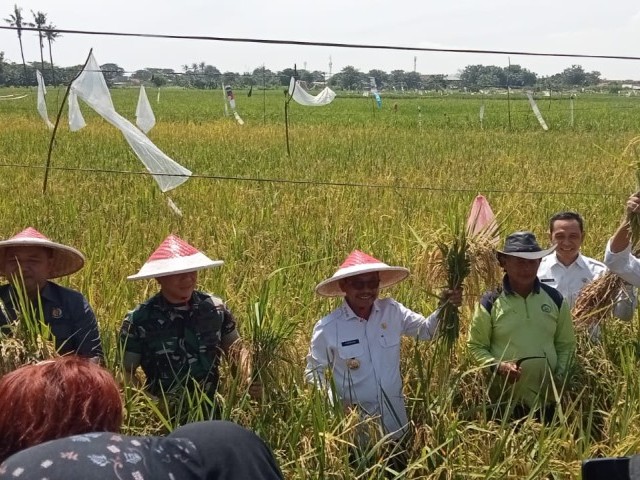 Ketahanan Pangan, Dandim 0506/Tangerang Panen Raya di Neglasari 