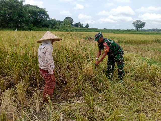 Babinsa Desa Kubang Koramil 05/Balaga Kodim 0510/Tigaraksa Bantu Petani Panen Raya