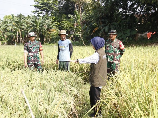 Dukung Ketahanan Pangan, Babinsa Padurenan Bersama Tim PPL Gelar Komunikasi Sosial dengan Kelompok Tani