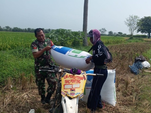 Babinsa Koramil 11/Pebayuran Kawal Penyerapan Gabah, Dukung Ketahanan Pangan di Bekasi