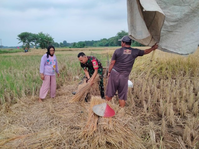 Serka Heriadi Dampingi Panen Petani di Desa Kedung