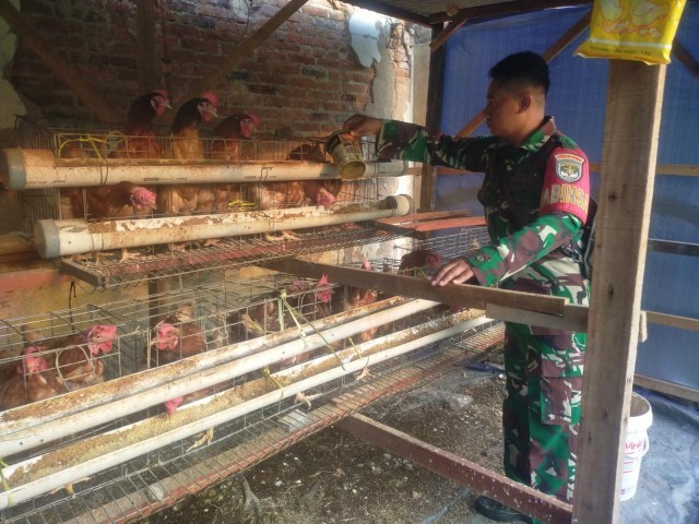 Wujudkan Ketahanan Pangan Skala Kecil, Babinsa Koramil 01/Ts Pantau Budidaya Ayam Petelur