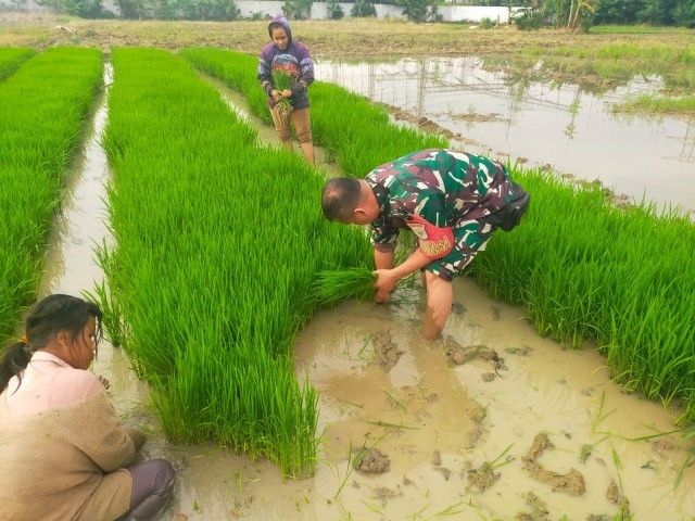 BABINSA HARAPAN JAYA TURUN KE SAWAH SUKSESKAN PROGRAM KETAHANAN PANGAN