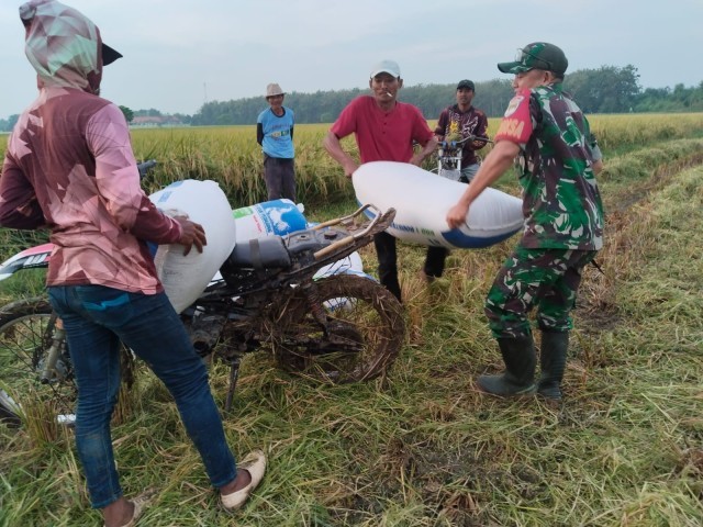 Babinsa Pebayuran Dampingi Petani Panen Padi