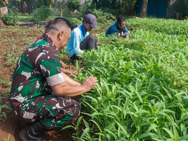 Panen Bayam dan Kangkung di Lahan Urban Farming, Babinsa Jatiluhur Wujudkan Ketahanan Pangan Bersama Warga