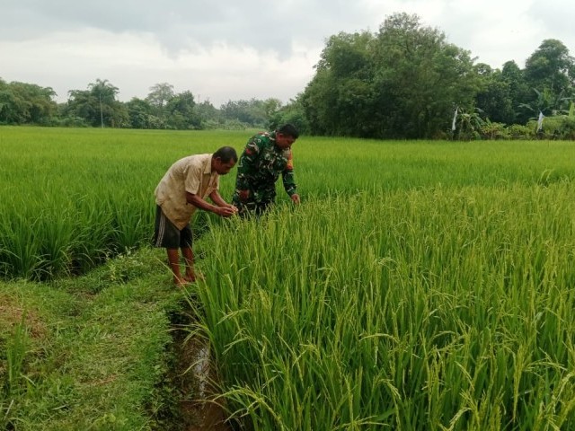 Babinsa Koramil 14/Panongan Melaksanakan Pendampingan Petani