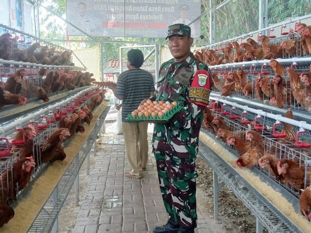 Babinsa Koramil 08/Lemahabang Tinjau Ketahanan Pangan Ayam Petelur di Cikarang Selatan