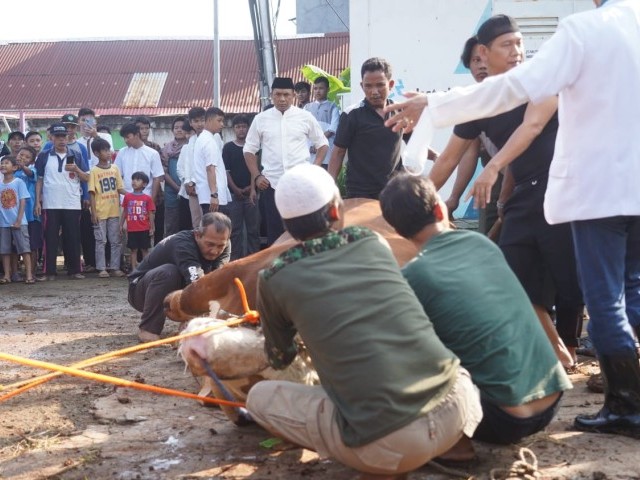 20 Ekor Hewan Kurban di Serahkan Kodam Jaya  Hari Raya Idul Adha 1444 H